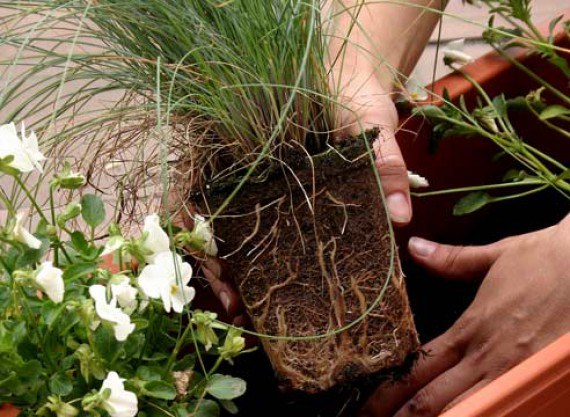 屋内植物を移植することが可能な場合