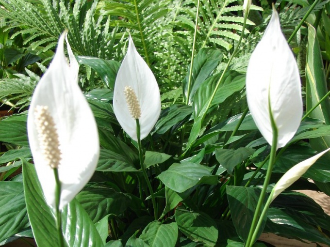 ヒント1：花を移植する方法 -  