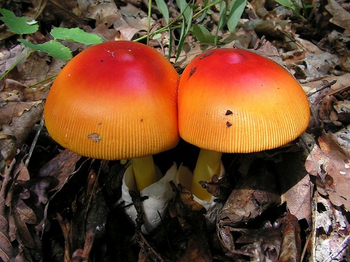 amanita muscariaまたはAmanita caesareoidesの識別方法