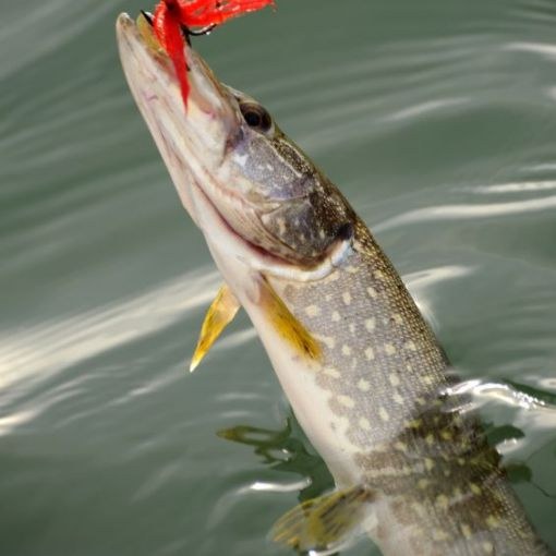 10月に捕獲された魚