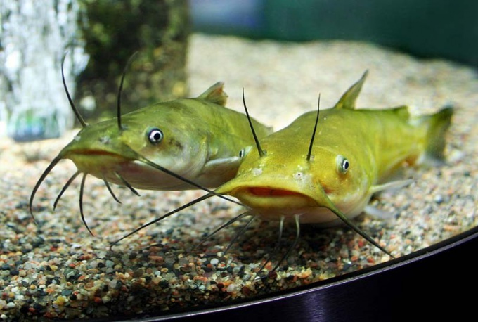 我々は子供たちと一緒に休む：水族館への旅