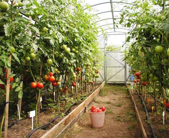 どの温室が夏の住居のために選ぶべきか