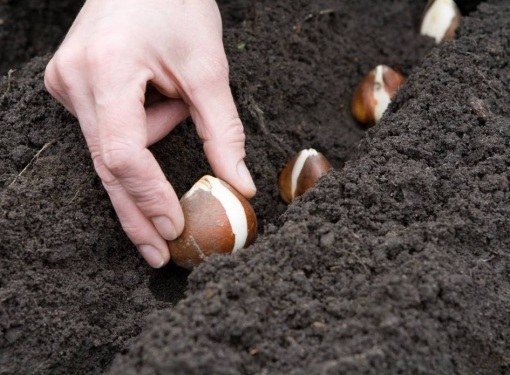 チューリップを春に植える時期