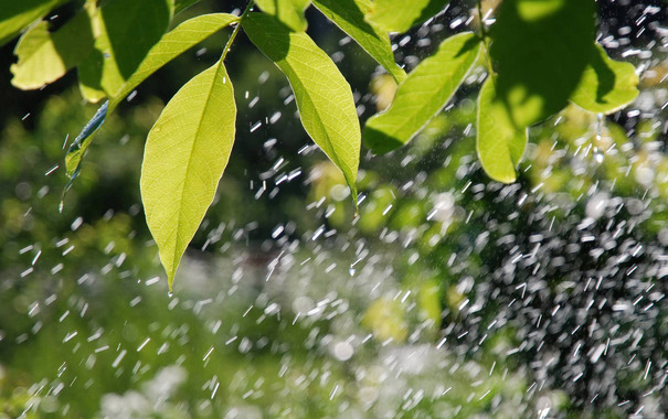 なぜ小さな雨でさえ人工灌漑よりも効果的ですか？