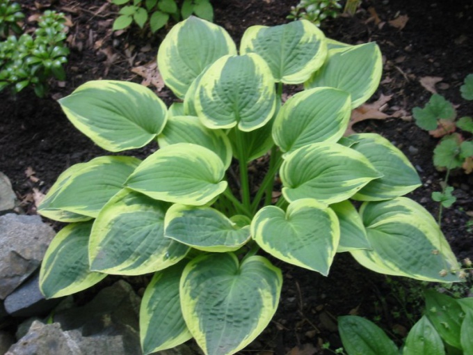 どの植物が日陰に植えることができるか