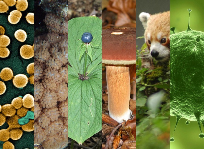 自然界でどのような生物の国が区別されているか