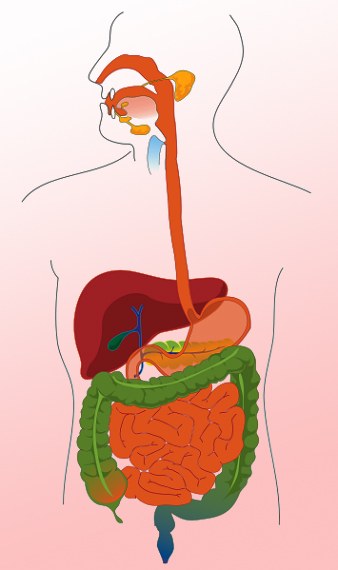 人間の消化器系とは何ですか？