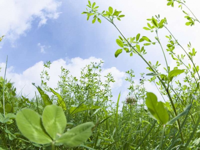 医薬原材料としての植物