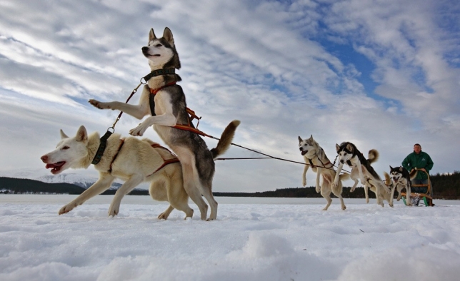 犬のそり