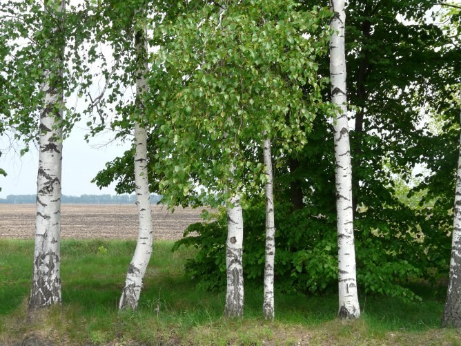 最も一般的なのはロシアのどの樹です