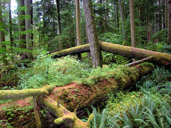 自然の地帯としての森林