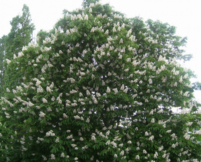 花が咲く栗