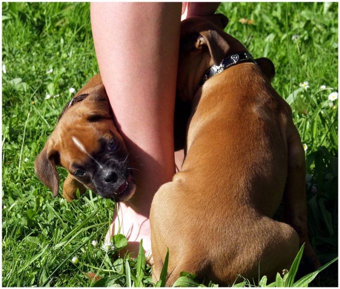 犬の咬傷を治療する方法</ b>