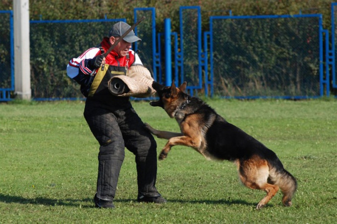 家庭での犬の訓練：簡単なルールとテクニック