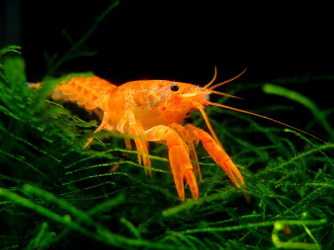 水族館のザリガニをいかに保つか