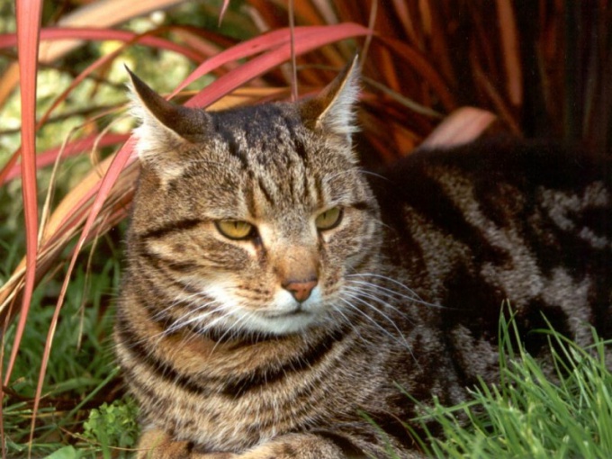 猫の虫の原因となるかゆみ