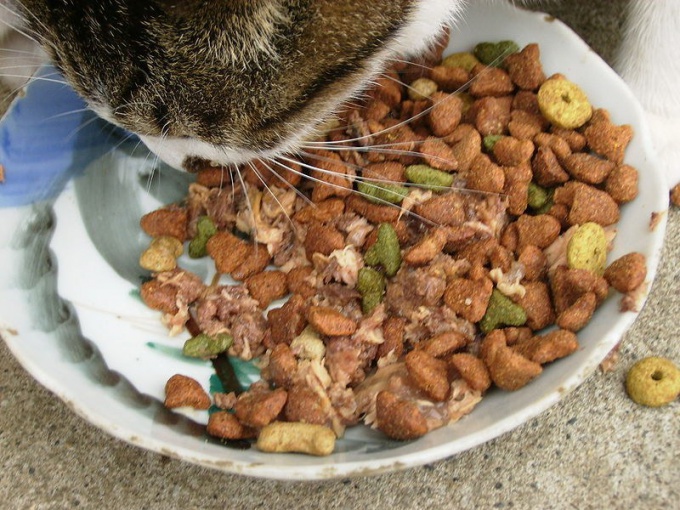 子猫のための食糧を保管する場所