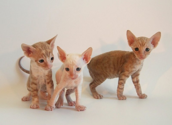 Cornish rex：品種基準