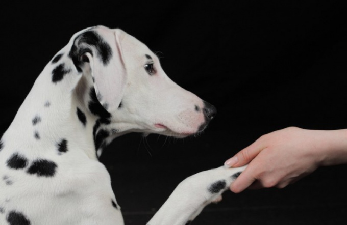 休暇期間に犬をつける場所