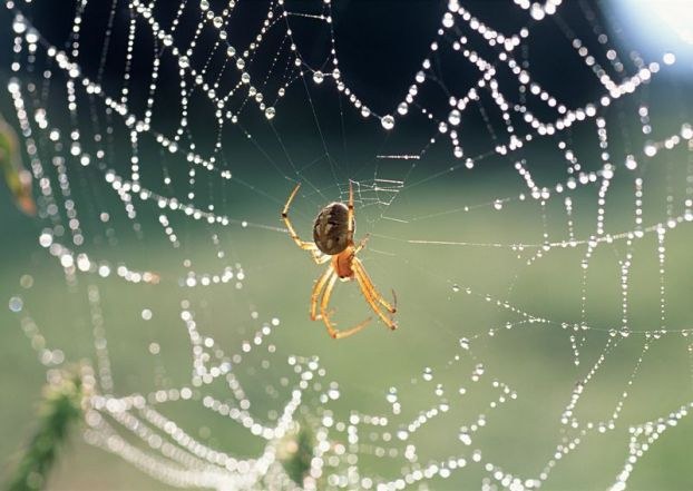 スパイダーがウェブを編む方法