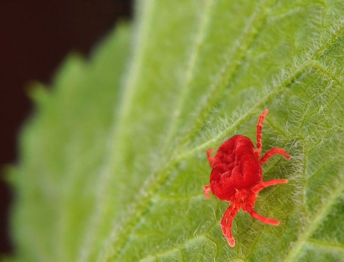 クモのダニ - 植物の害虫