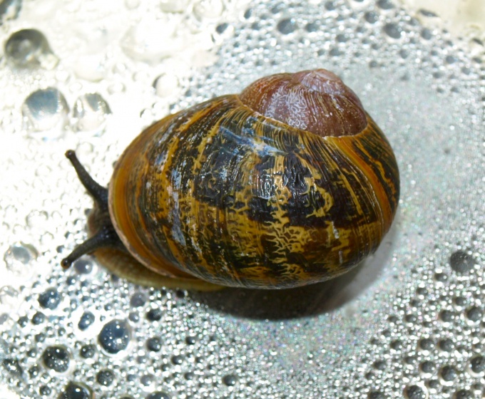 カタツムリは食べ物だけでなく、高湿度