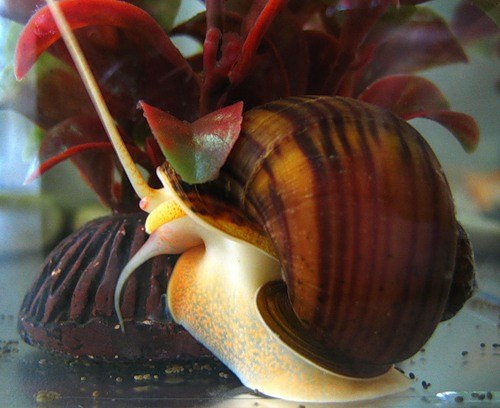 水族館のカタツムリの世話をする方法