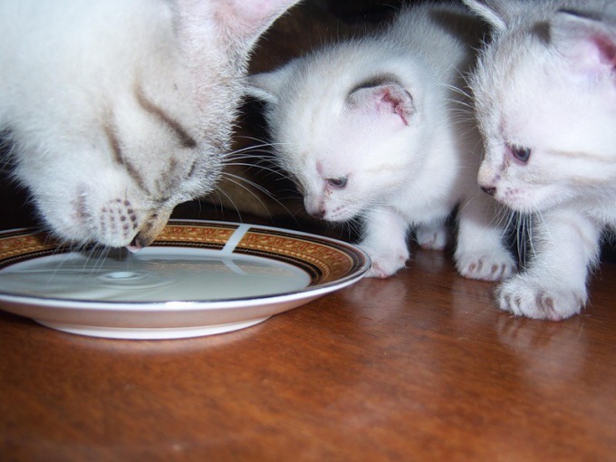 ヒント1：猫を乾燥食品に移す方法