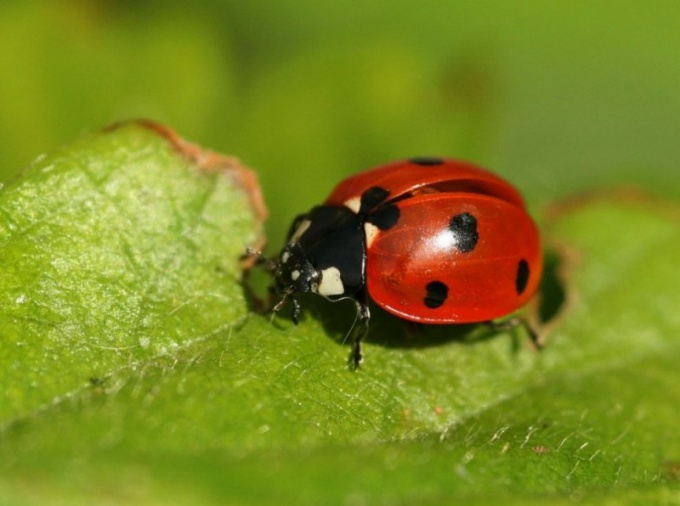 レディバグは地球上で最も甘い生き物の一つです