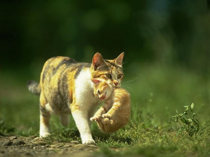 二ヶ月で子猫