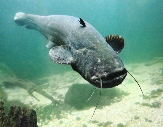 どの淡水魚が最も大きいか